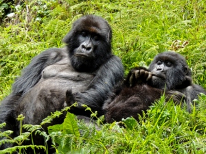 rwanda gorilla families