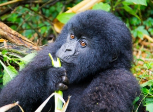rwanda gorilla trek
