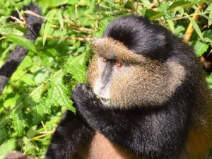 golden monkey rwanda