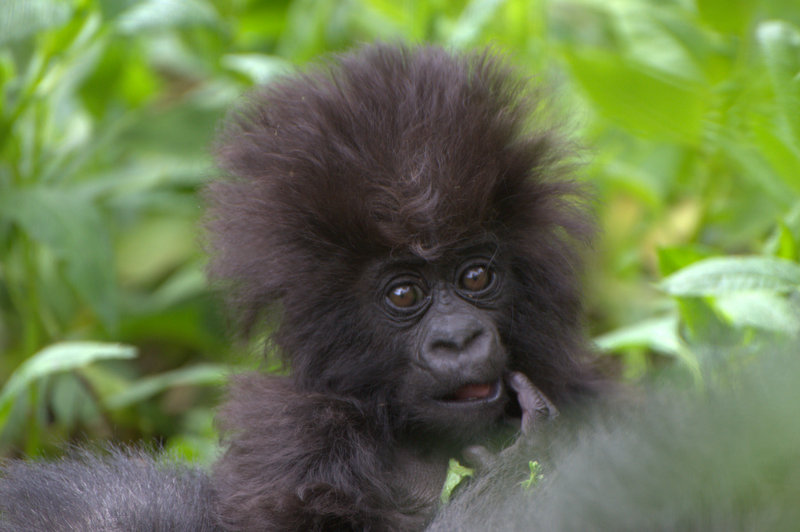 congo gorilla cost
