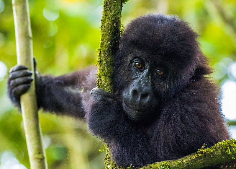 congo gorilla trekking