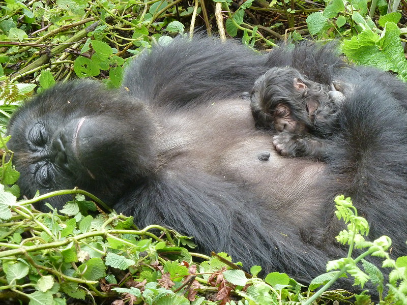 congo gorilla trip