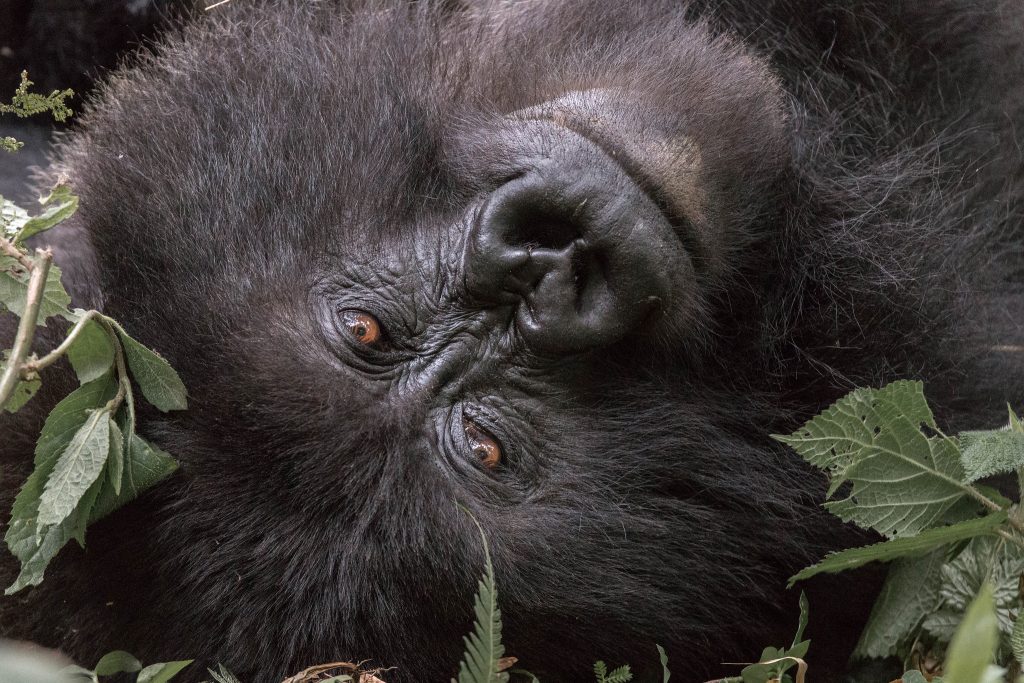volcanoes national park rwanda