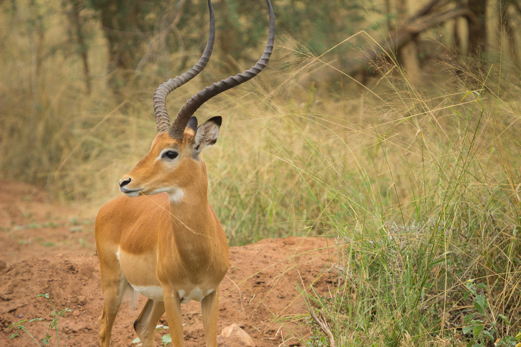 akagera national park
