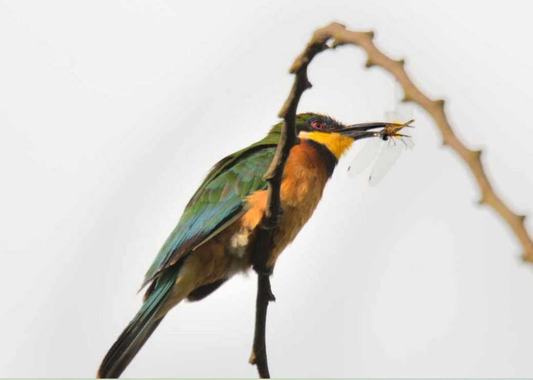 birding in rwanda