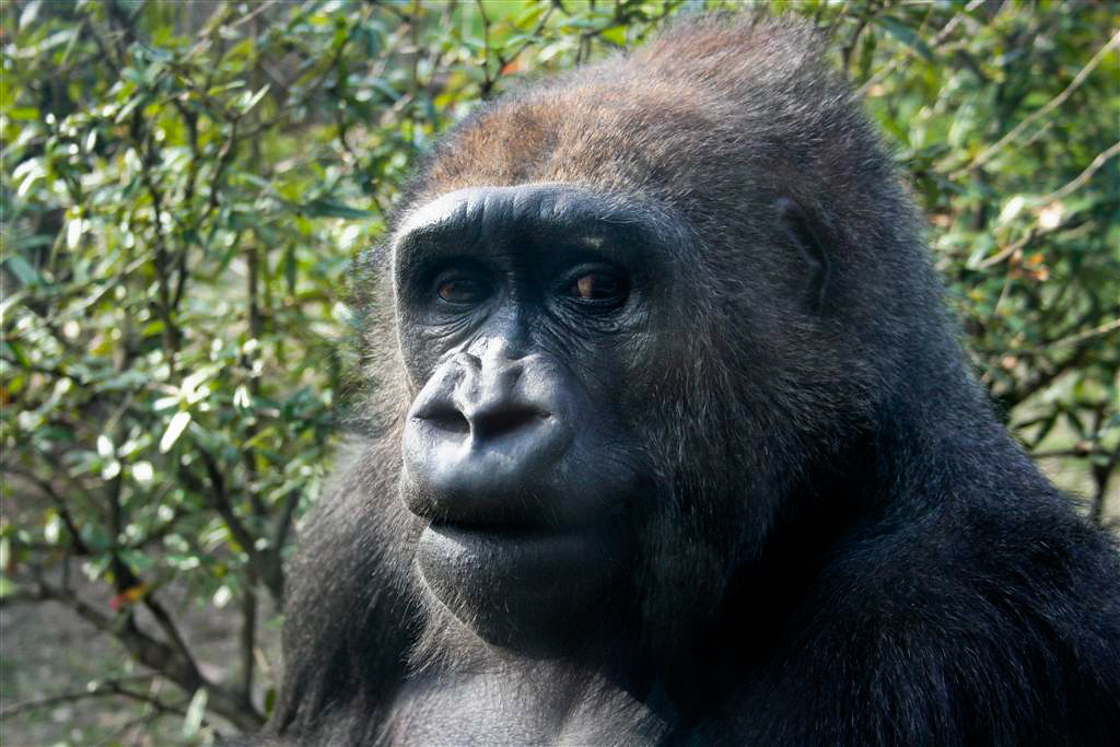 dr congo gorillas