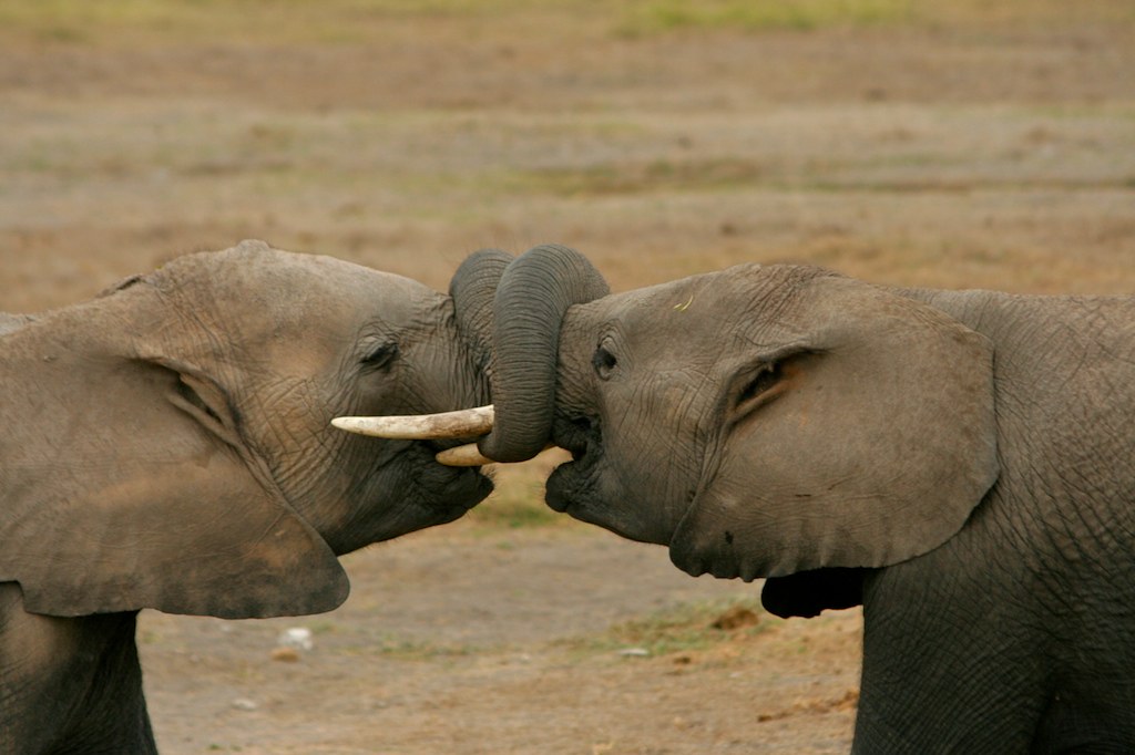 wildlife tours big five