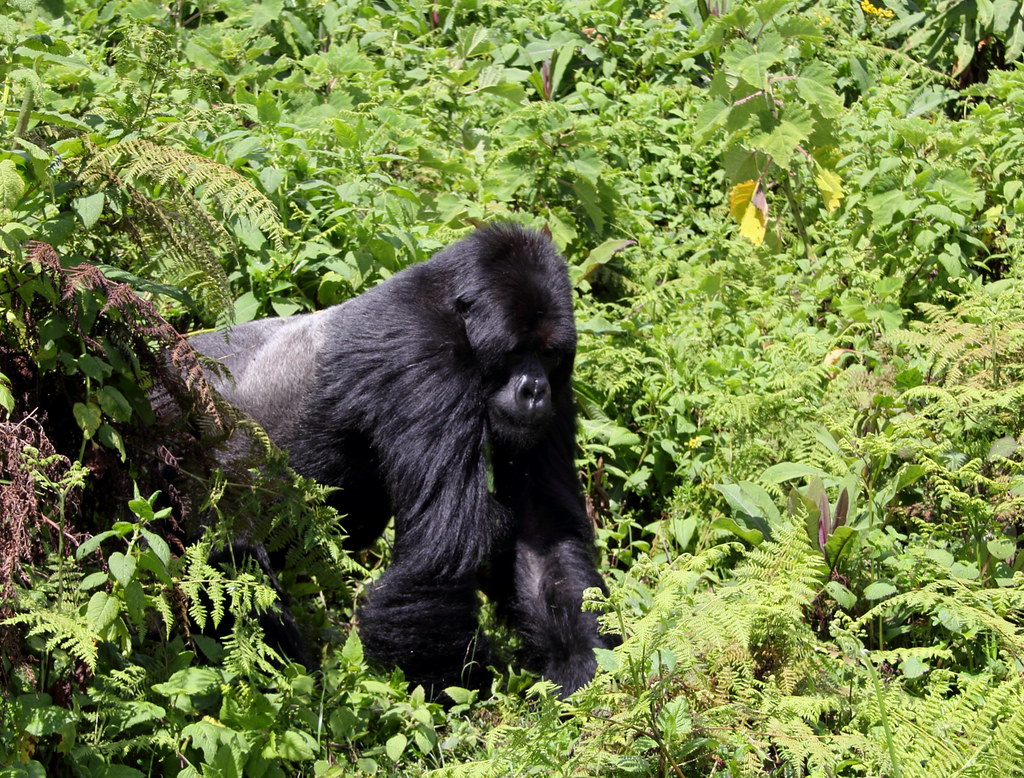 gorilla safaris 2026 