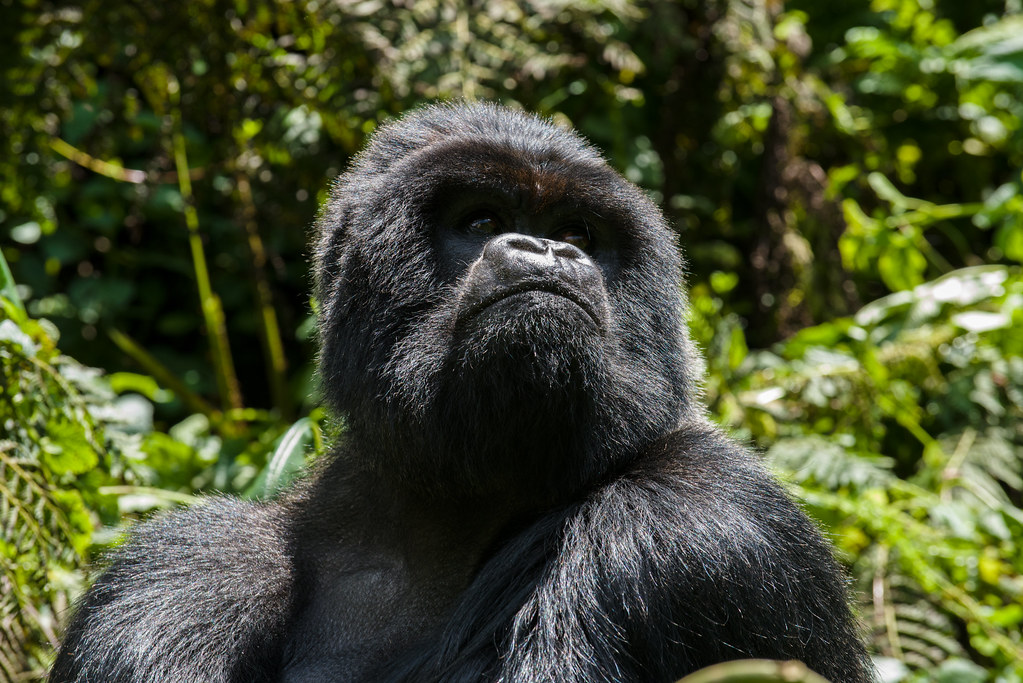 gorilla tracking in rwanda