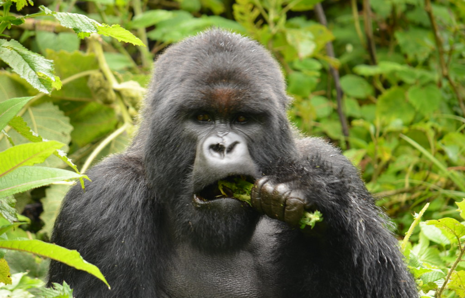 gorilla tracking