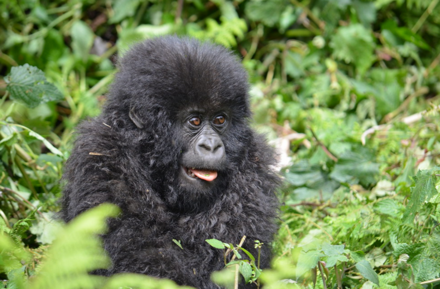 gorilla treks