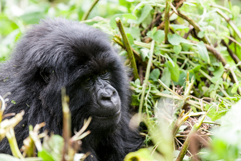 gorillas of rwanda