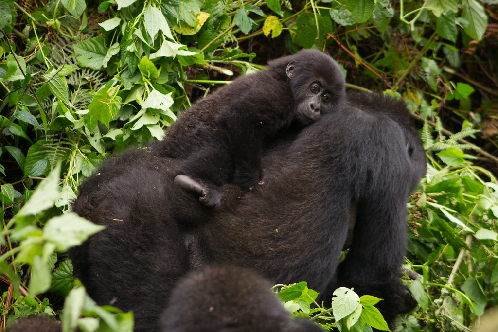 kenya gorillas