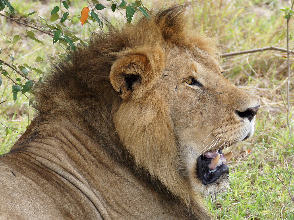kenya safaris