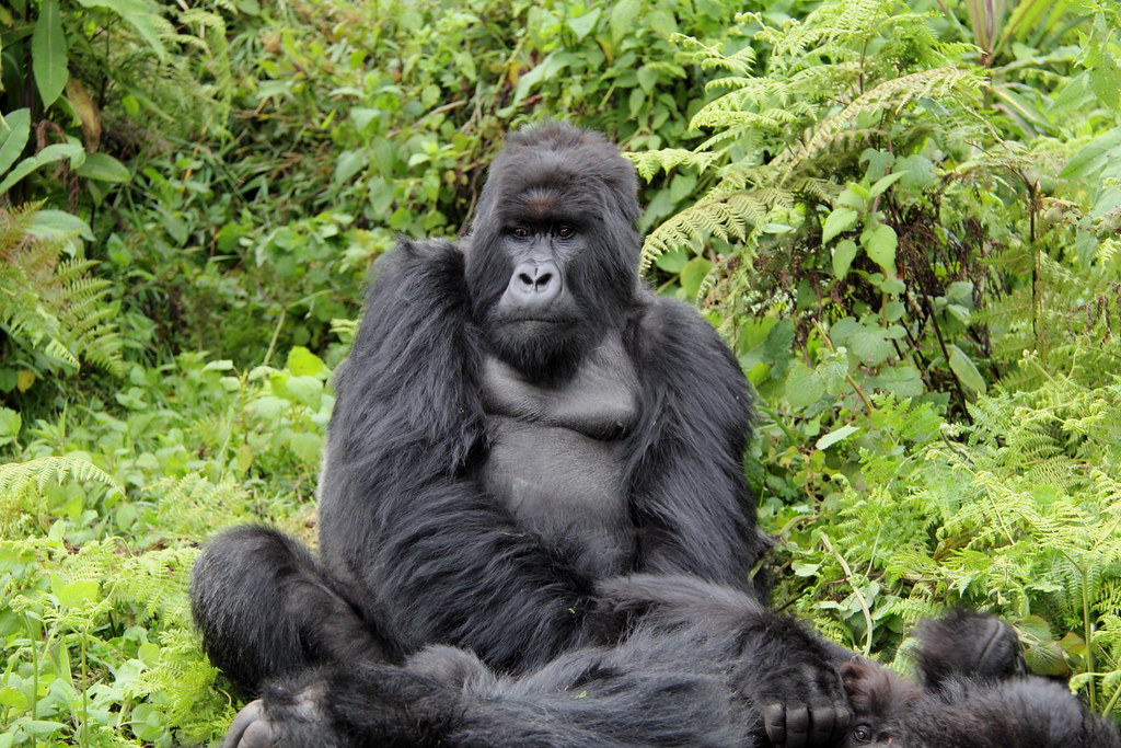 mount mgahinga gorilla
