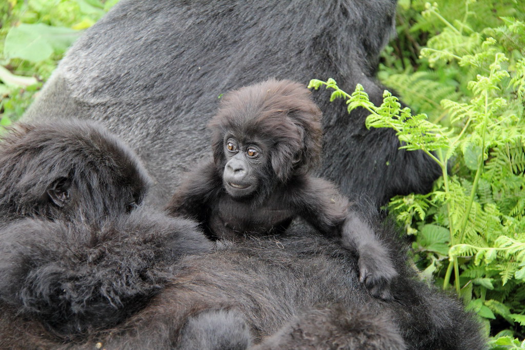 mountain gorillas of africa