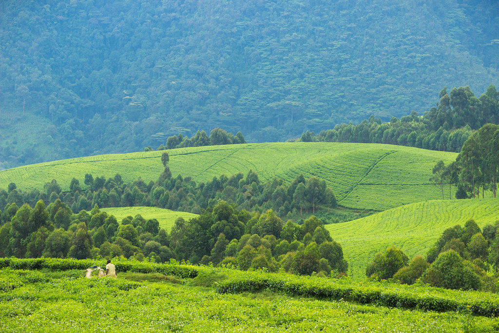 nyungwe forest national park