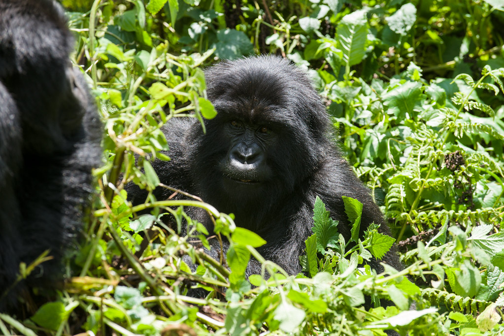 Rwanda wildlife guide helping visitors observe mountain gorillas.